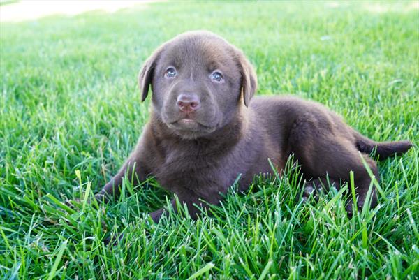 Labrador Retriever - 861