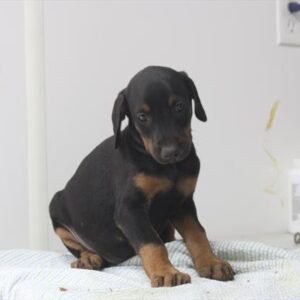 Doberman Pinscher - 869