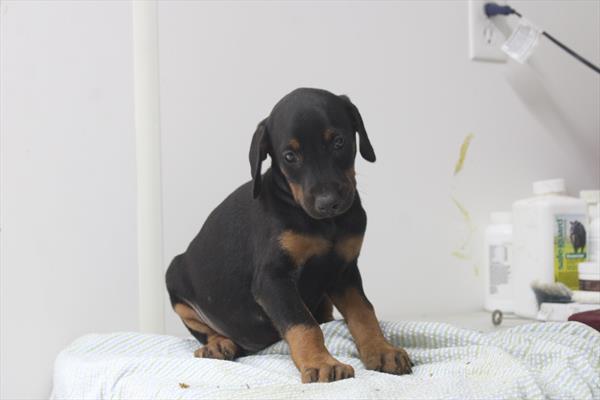 Doberman Pinscher - 869