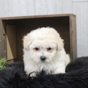 Bichapoo - 874
