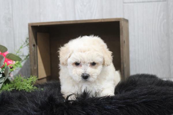 Bichapoo - 874