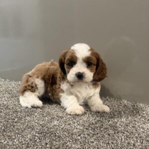 Cavapoo - 865