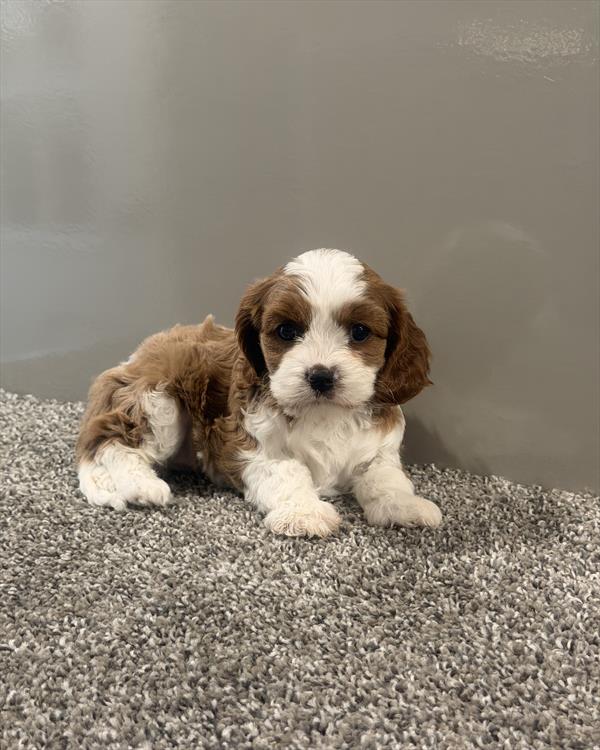 Cavapoo - 865