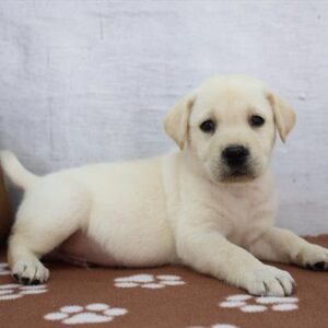 Labrador Retriever - 892