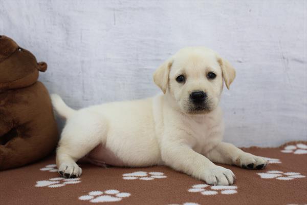 Labrador Retriever - 892