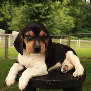 Beagle - 893