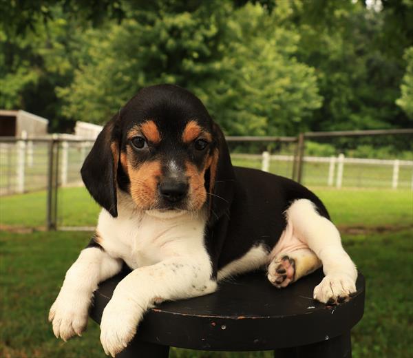 Beagle - 893