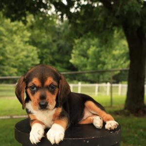 Beagle - 894