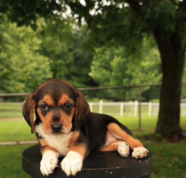 Beagle - 894