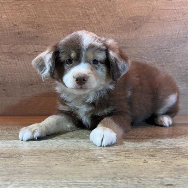 Miniature Australian Shepherd - 902