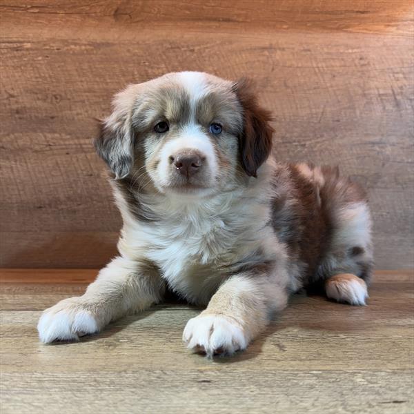 Miniature Australian Shepherd - 901