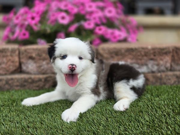 Miniature Australian Shepherd - 896