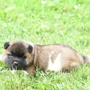 Akita - 903