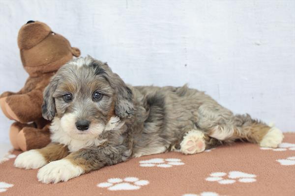 Bernedoodle Mini 2nd Gen - 900