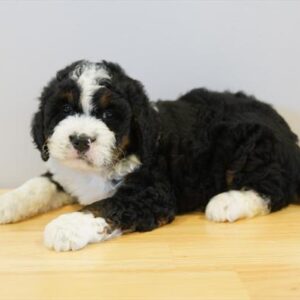 Bernedoodle Mini - 884