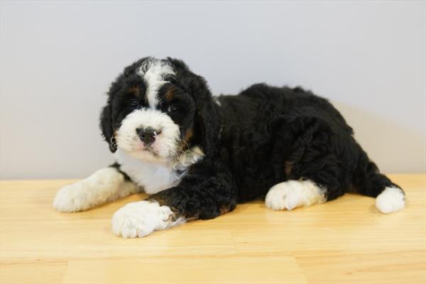 Bernedoodle Mini - 884