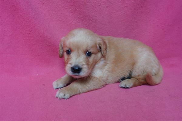 Golden Retriever - 904