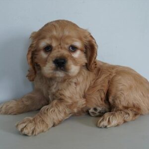 Cocker Spaniel - 905