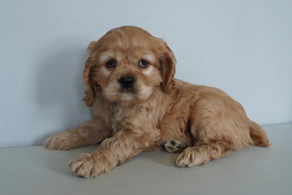 Cocker Spaniel - 905
