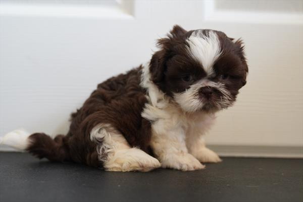 Shih Tzu - 907