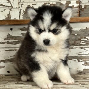 Pomsky - 898