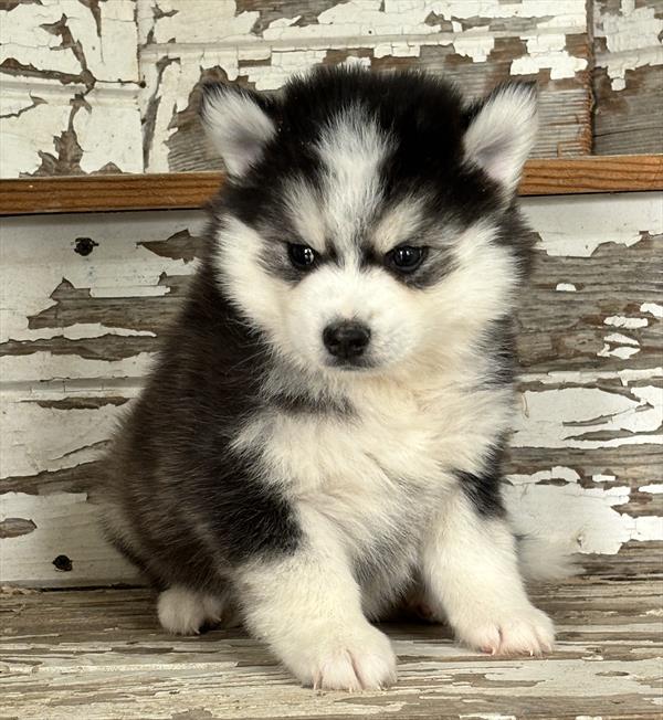 Pomsky - 898