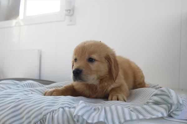 Golden Retriever - 888