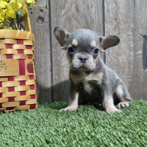 French Bulldog - 845