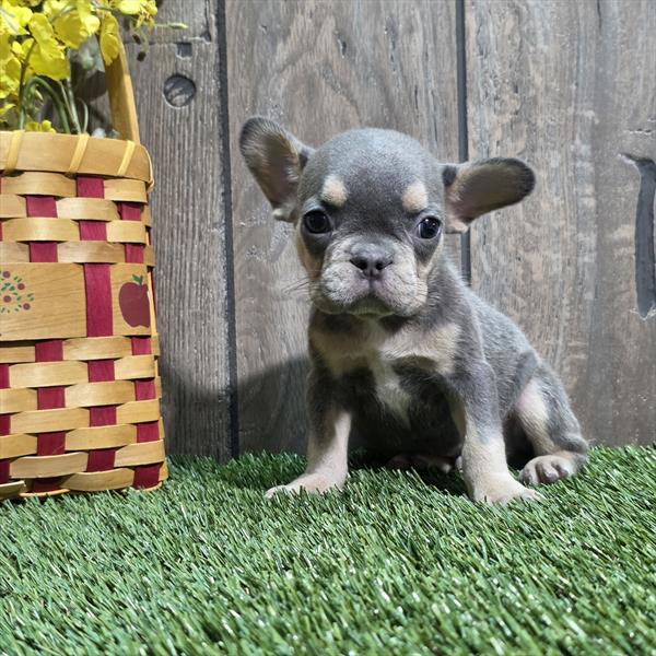 French Bulldog - 845