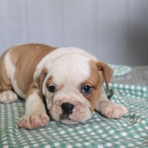Victorian Bulldog - 891