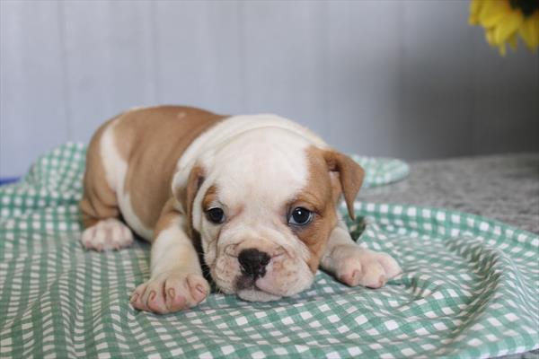 Victorian Bulldog - 891