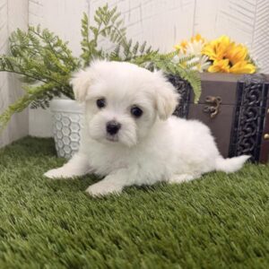 Maltese - 887