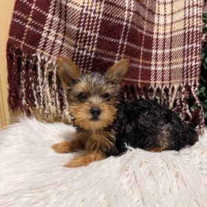 Yorkshire Terrier - 873