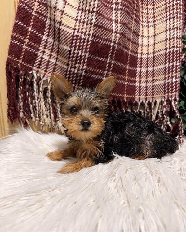 Yorkshire Terrier - 873