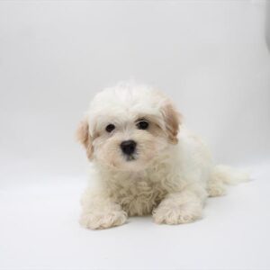 Maltipoo - 872