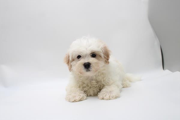 Maltipoo - 872
