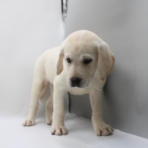 Labrador Retriever - 867