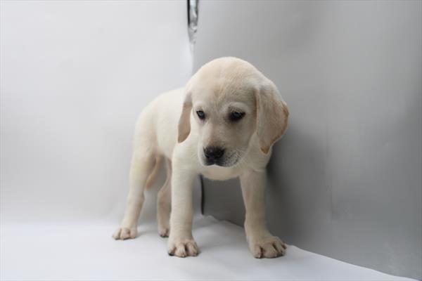 Labrador Retriever - 867