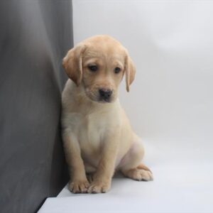 Labrador Retriever - 868