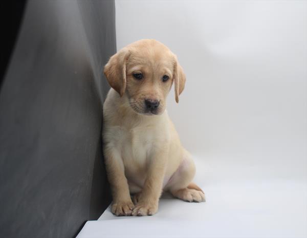 Labrador Retriever - 868