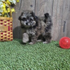 PomAPoo - 895