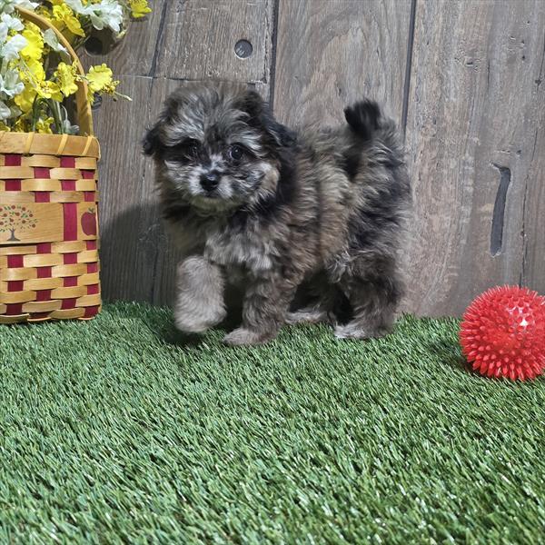 PomAPoo - 895