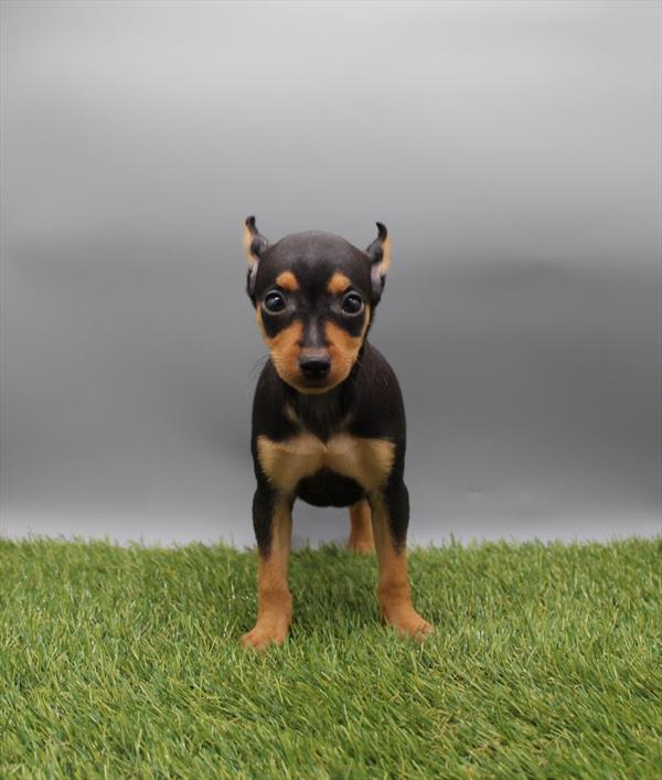 Miniature Pinscher - 889