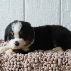 Bernese Mountain Dog - 899