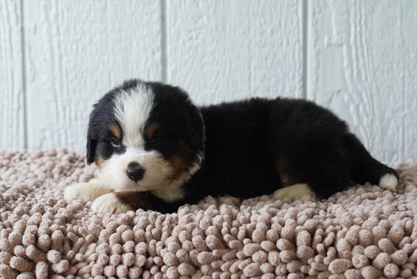 Bernese Mountain Dog - 899