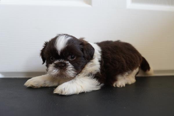Shih Tzu - 911