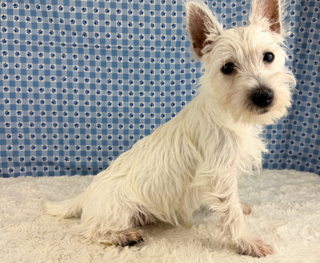 West Highland White Terrier - 906