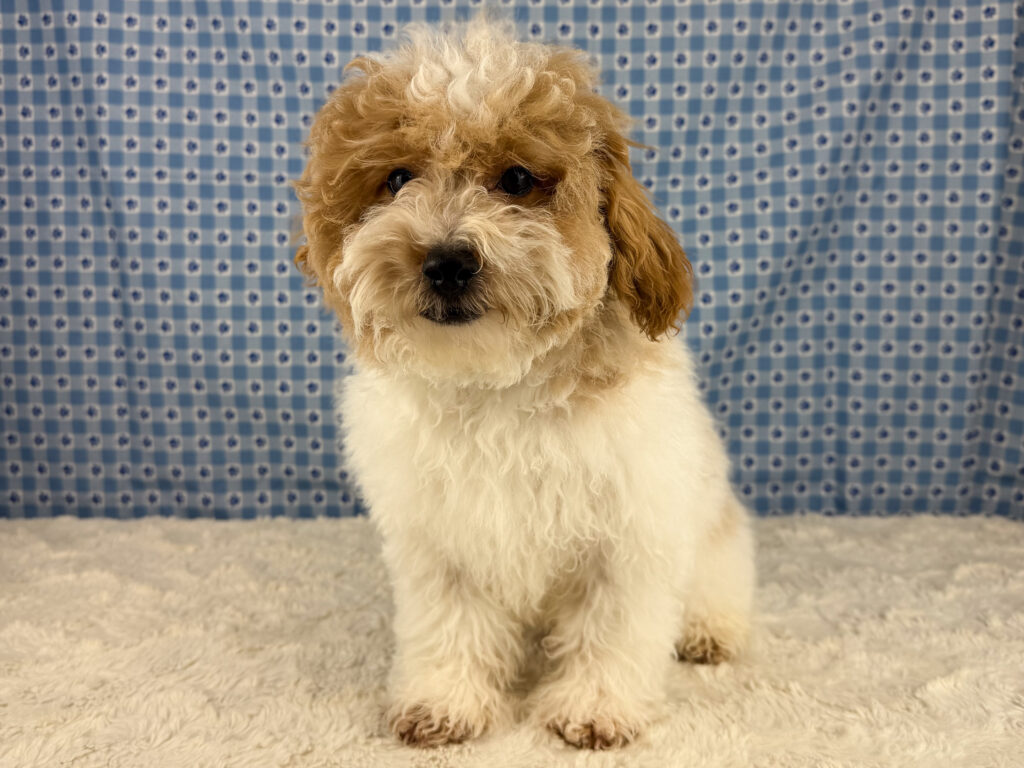 Bichapoo - 836