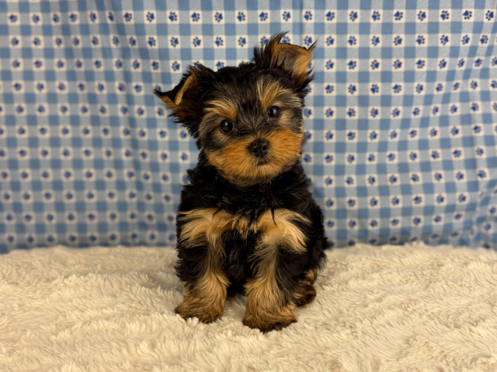 Yorkshire Terrier - 939