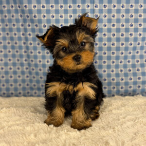 Yorkshire Terrier - 939